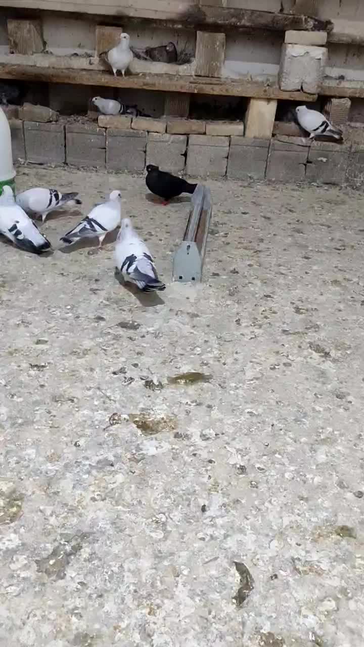 یک عددشامی نر|پرنده|مسجد سلیمان, |دیوار