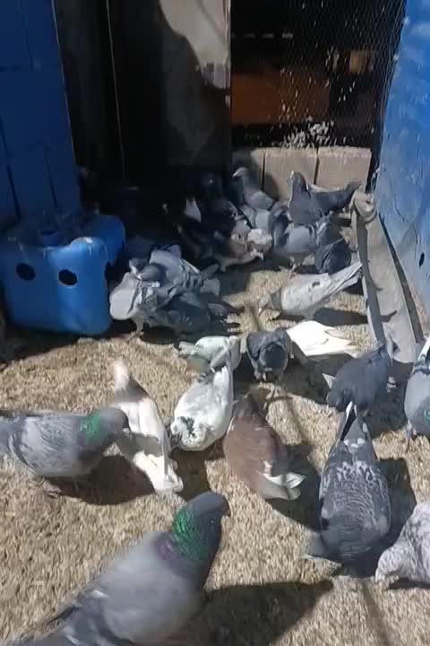 کبوتر نر|پرنده|سرخه, |دیوار