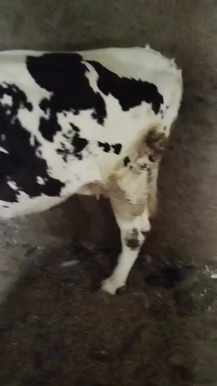 تلیسه شکم اول چاق درجه یک بی شکم|حیوانات مزرعه|تاکستان, |دیوار