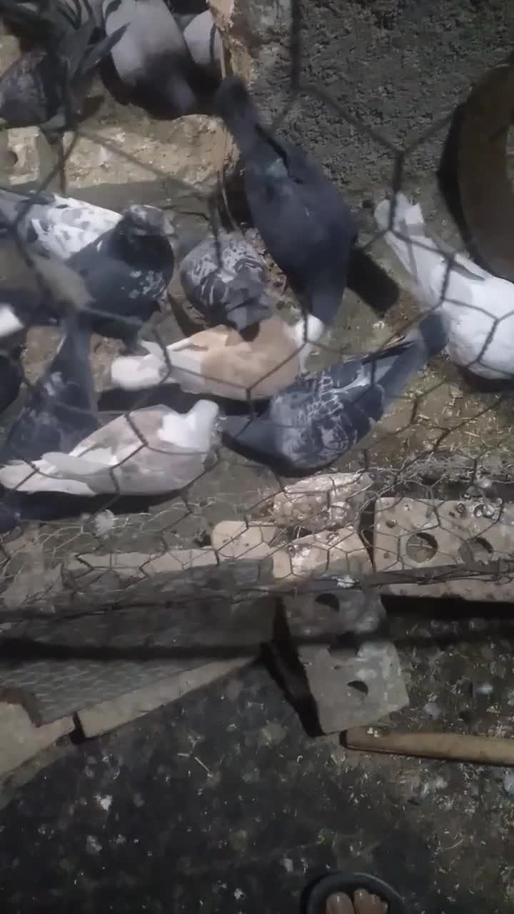 کفتر گرفتنی کویتی زرد وکویتی اتشی|پرنده|تربتحیدریه, ترمینال|دیوار