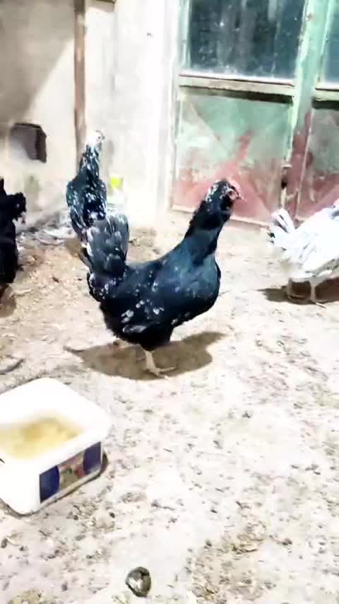 مرغ گلین لری|حیوانات مزرعه|اصفهان, سعادتآباد|دیوار