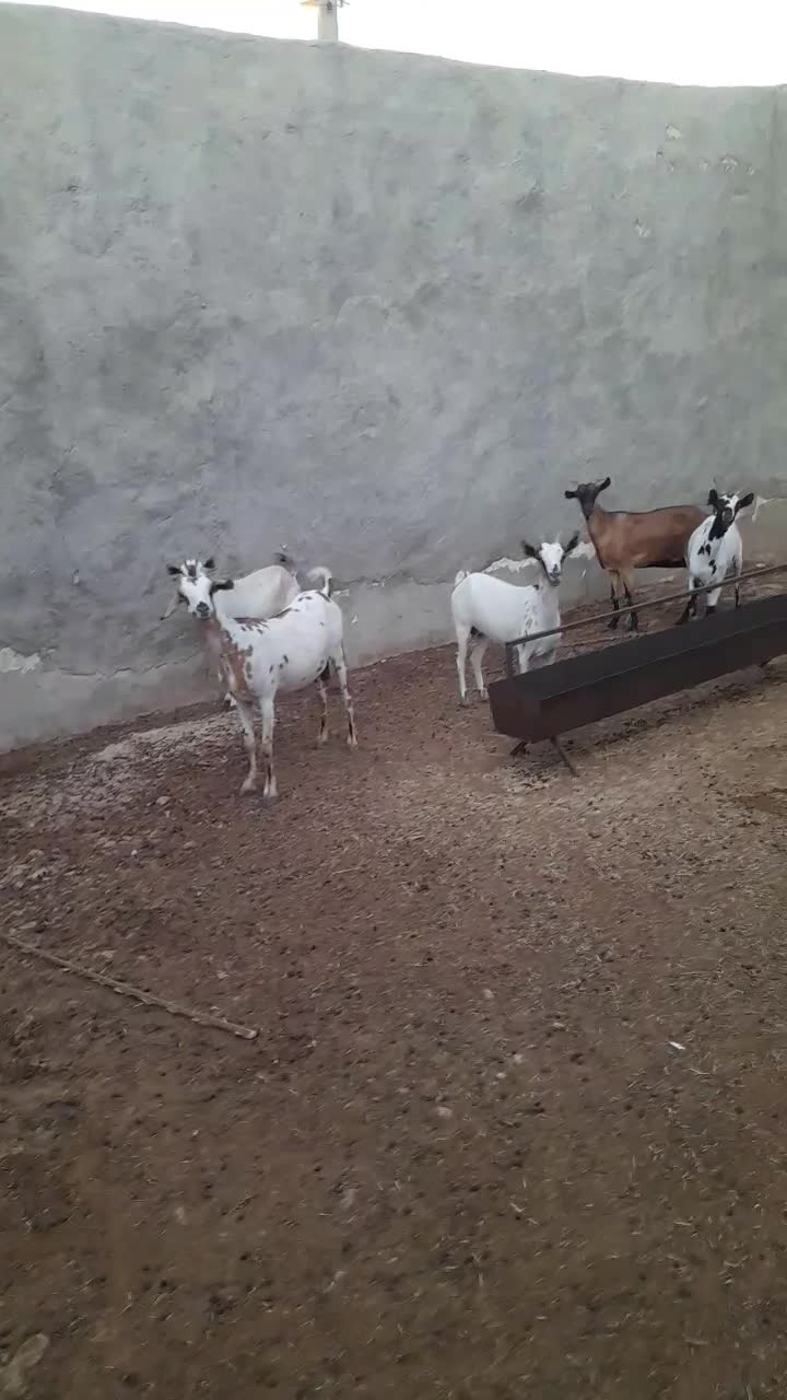 ۵عدد بز داشتی|حیوانات مزرعه|جناح, |دیوار