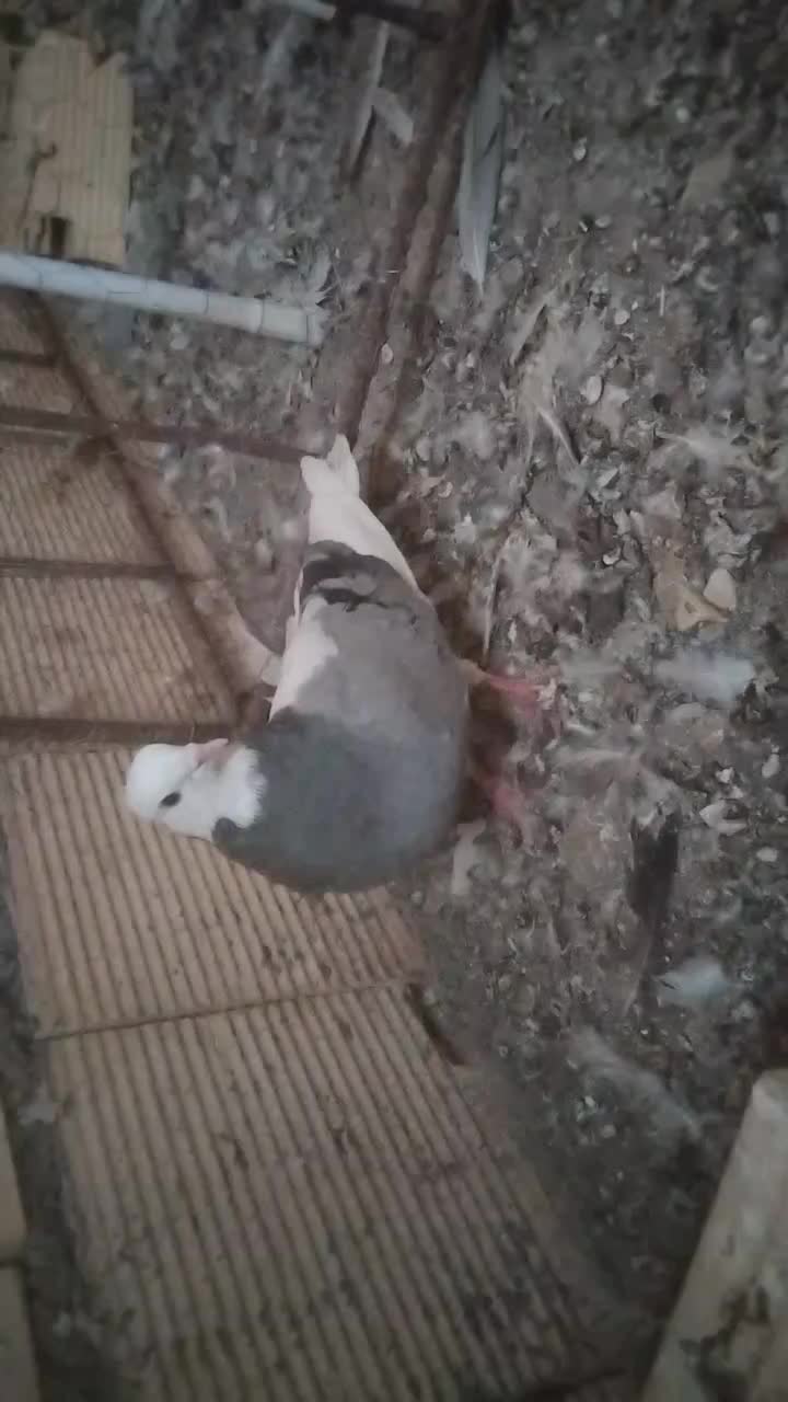 4عدد کفتر پرشی|پرنده|مشهد, نیروی هوایی|دیوار