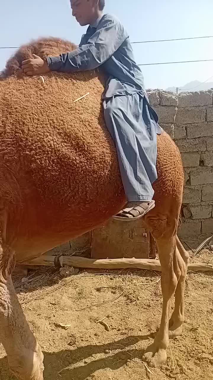 لوک سواری‌ومهاری‌مناسب‌گله‌شیش‌دندان‌رودباری‌اصیل|حیوانات مزرعه|خاش, |دیوار