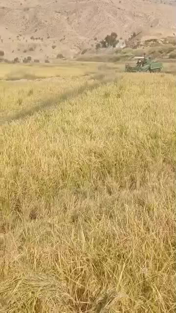 برنج هاشمی درجه یک|خوردنی و آشامیدنی|اندیشه, اندیشه فاز ۱|دیوار