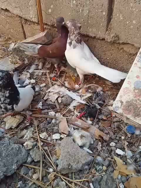 کفتر|پرنده|ملکآباد, |دیوار