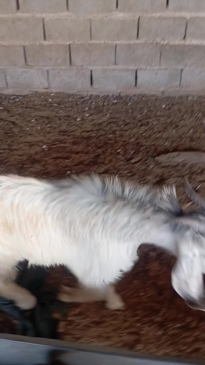 پازن کهره. نر|حیوانات مزرعه|سعدآباد, |دیوار