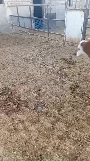 گوساله ها وبره نر|حیوانات مزرعه|شال, |دیوار