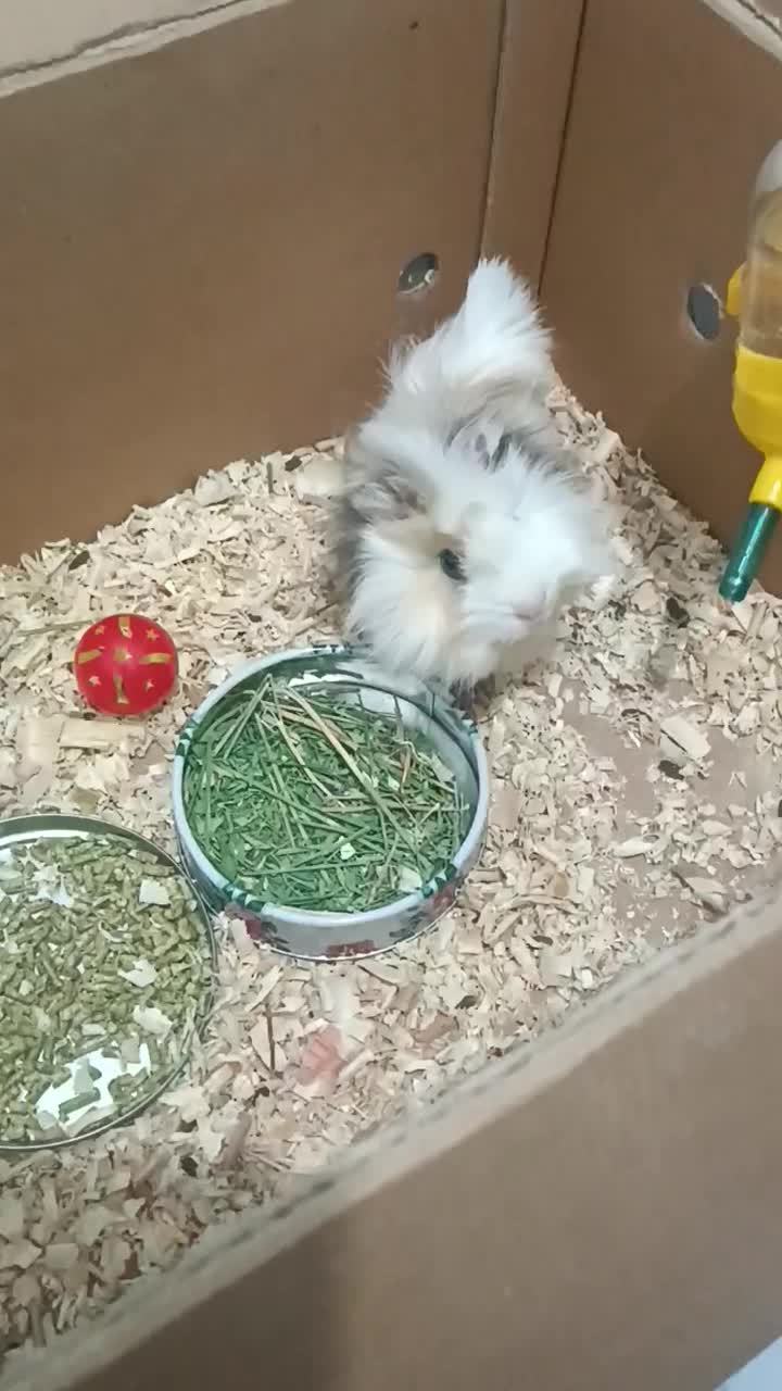 خوکچه هندی مو فشن|موش و خرگوش|شیراز, دلجو|دیوار