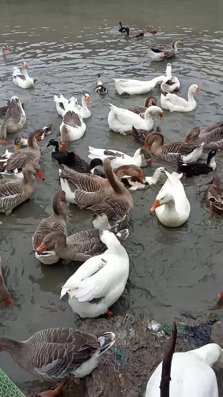 اردک و غاز محلی|حیوانات مزرعه|رشت, پل تالشان|دیوار