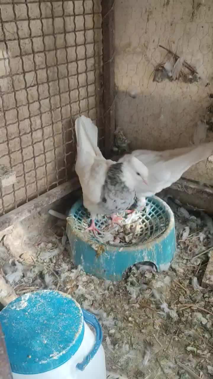 معاوظه با طوق زرد ماده|پرنده|مرودشت, دولت آباد|دیوار