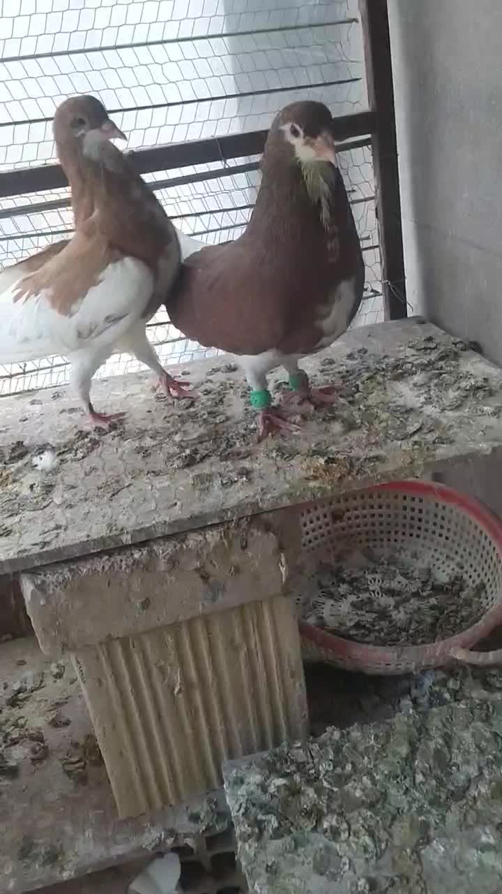 جفت نرو ماده ساده فروشی|پرنده|خلیل آباد, |دیوار