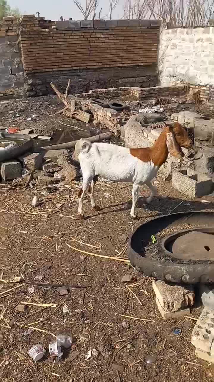 فروش۳عددبز،خرمشهر|حیوانات مزرعه|خرمشهر, |دیوار
