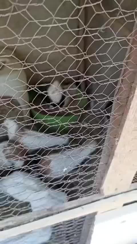 کبوتر طوقی|پرنده|بومهن, |دیوار