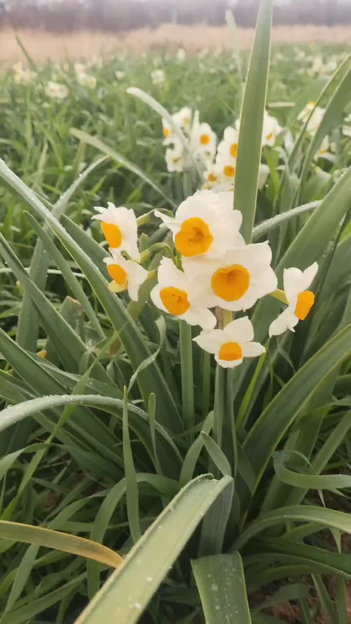 گل نرگس|گل و گیاه طبیعی|شیراز, شهرک بهار|دیوار