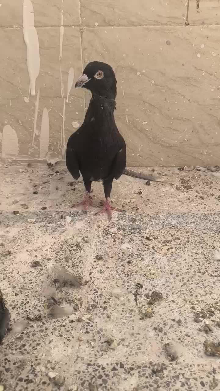 نقره ای یاسوسنی وقره طاووسی|پرنده|قم, مجیدیه|دیوار