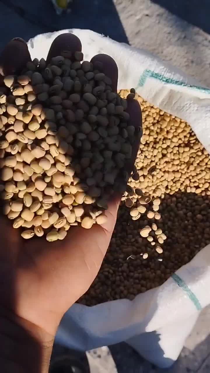 لوبیا آشی کیلویی 120|خوردنی و آشامیدنی|دره شهر, |دیوار