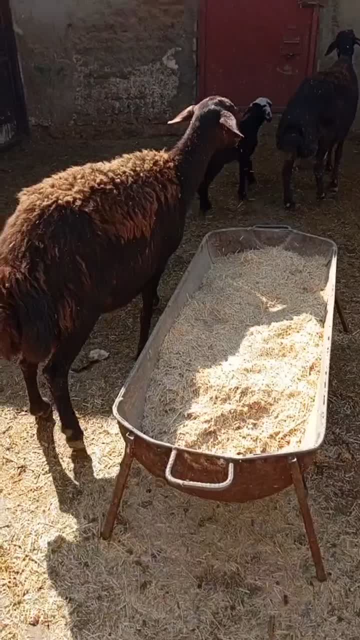 دوراس میش و بره غرل افشار|حیوانات مزرعه|بروجرد, |دیوار