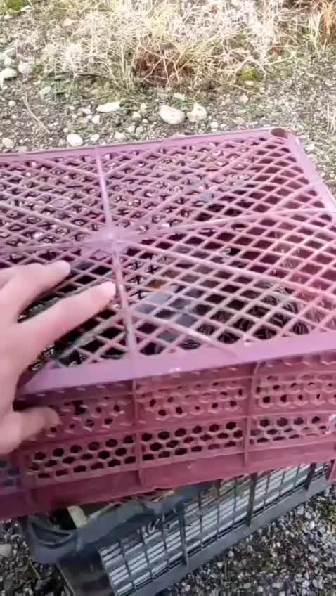 اردک کوهی کله سبز|حیوانات مزرعه|کوهدشت, |دیوار