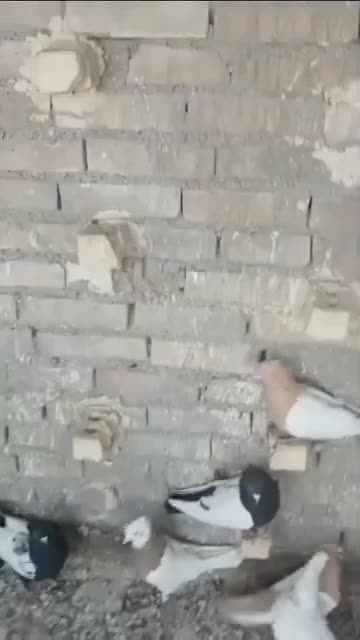 کفتر رنگی|پرنده|قم, هفت تیر|دیوار