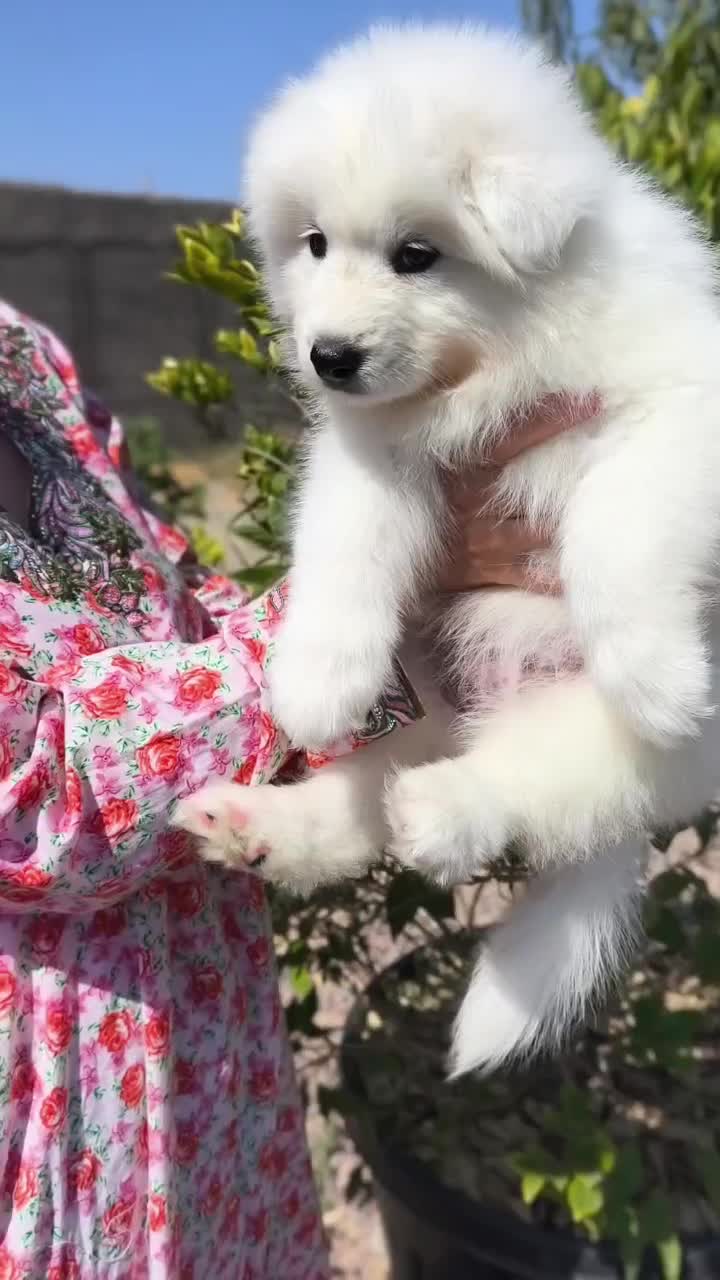 سامویید، دوست باوفای من|سگ|مشهد, وکیلآباد|دیوار