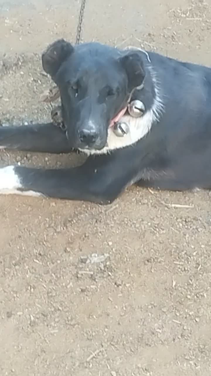 .واگزاری‌سگ‌|سگ|مشهد, طرق|دیوار