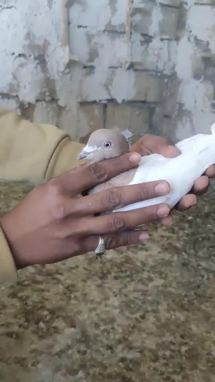 فروش 3جفت کفتر عتیقه کم یاب|پرنده|بیرجند, |دیوار