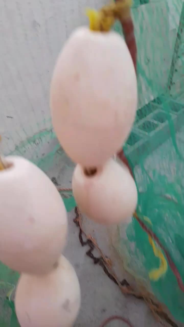 جل میگی|ماهیگیری|بندرعباس, |دیوار