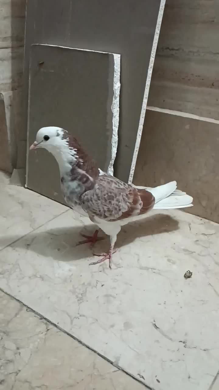 کفتر شازده|پرنده|فردیس, شهرک ناز|دیوار