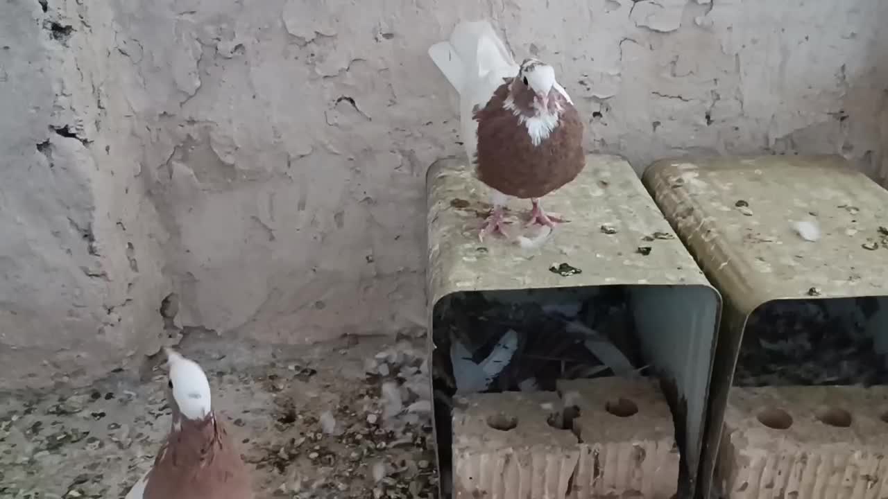 جفت طوقی طوق زرد|پرنده|شیراز, امام حسین|دیوار