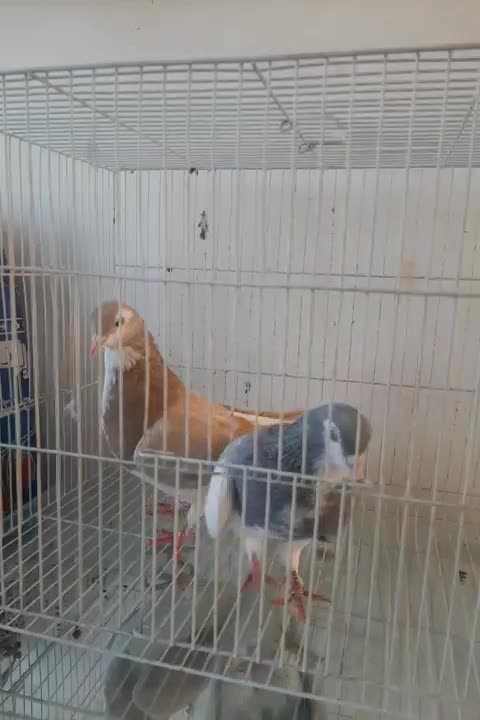 ساده یقه بسته پرخال|پرنده|نیشابور, بلوار گلها|دیوار