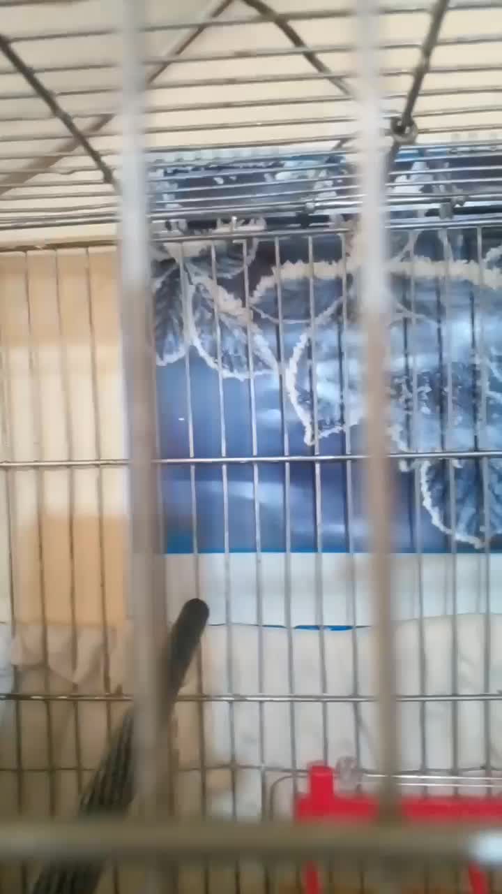 قناری و سهره ماده کار داده ۵ تخم معاوضه دارم با|پرنده|همدان, |دیوار