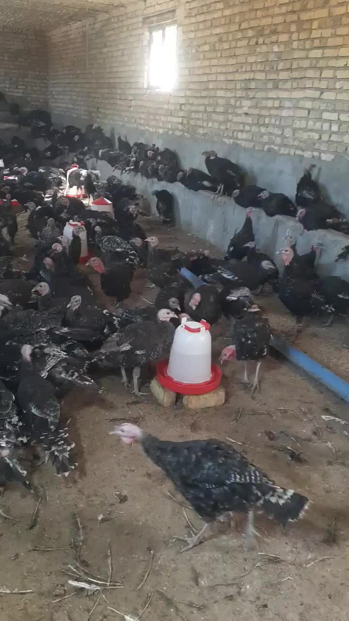 بوقلمون برنز انگلیسی ۶ ماهه درجه یک|حیوانات مزرعه|ابهر, |دیوار