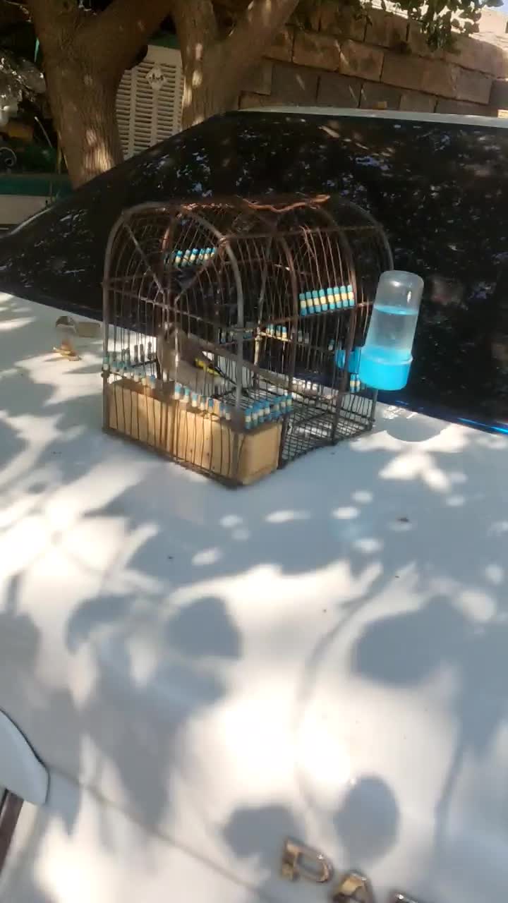 سهره دورگ سرسیاه|پرنده|جهرم, |دیوار