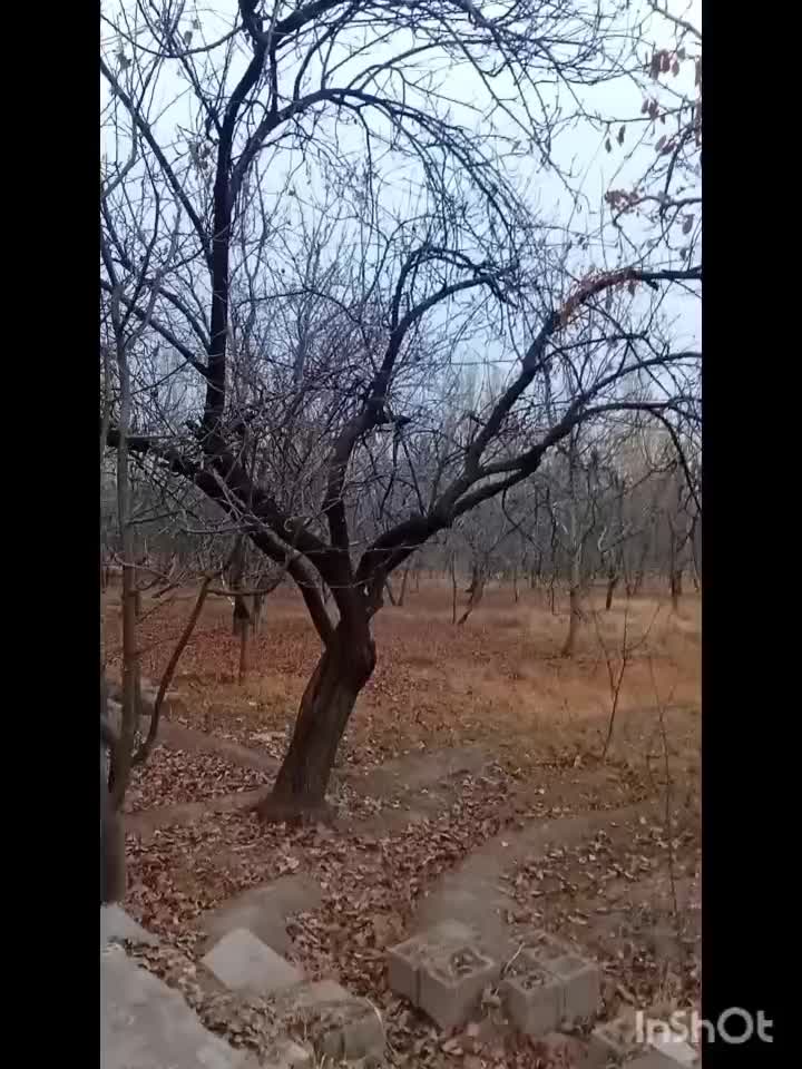 باغ گیلاس پر درآمد|فروش زمین و ملک کلنگی|فیرورق, |دیوار