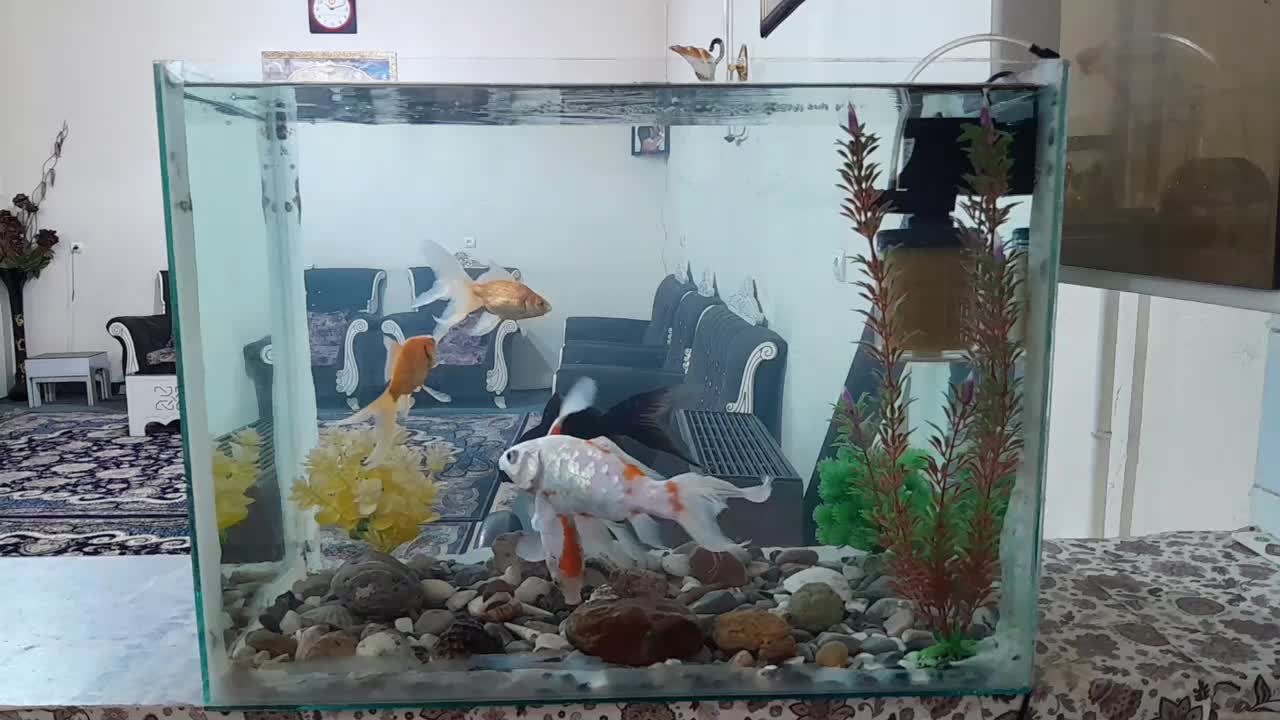 آکواریوم و ماهی|ماهی|ایلام, |دیوار