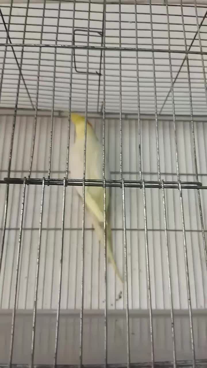 لونه|لوازم جانبی حیوانات|ساوه, |دیوار