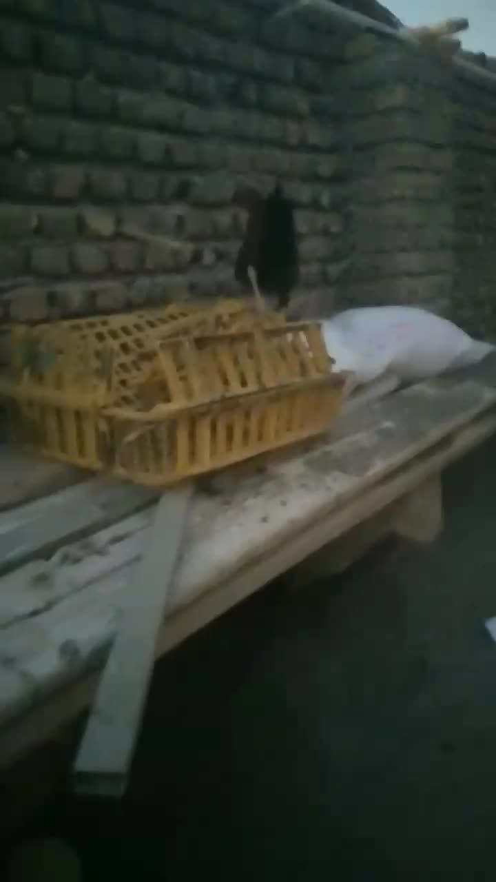 خروس فروشی|حیوانات مزرعه|شیراز, شاپورجان|دیوار