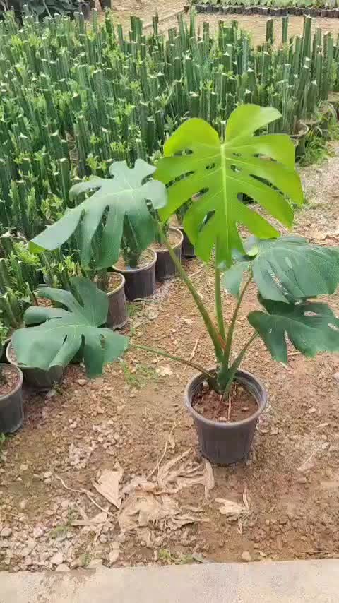 گیره نگهدارنده پتوس|گل و گیاه طبیعی|قم, ولیعصر|دیوار