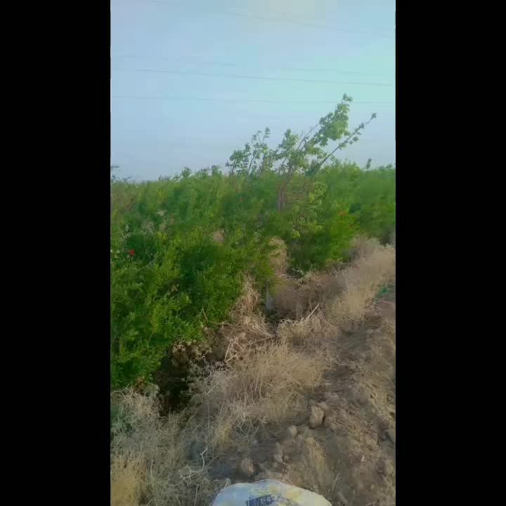 باغ میوه فروشی|فروش دفتر صنعتی، کشاورزی، تجاری|تربتحیدریه, پائین ولایت|دیوار