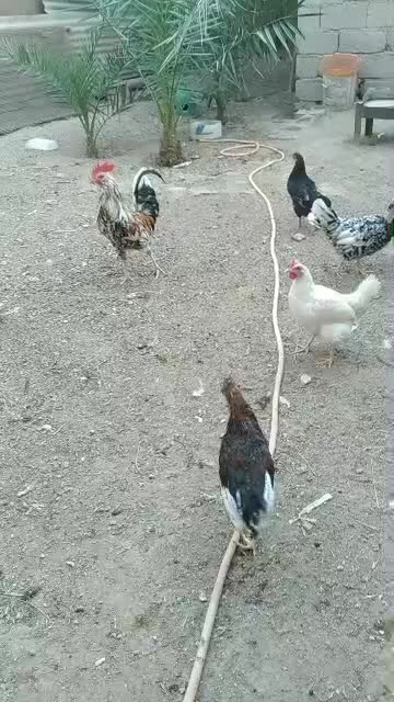 مرغ و خروس|حیوانات مزرعه|اهواز, فولاد|دیوار