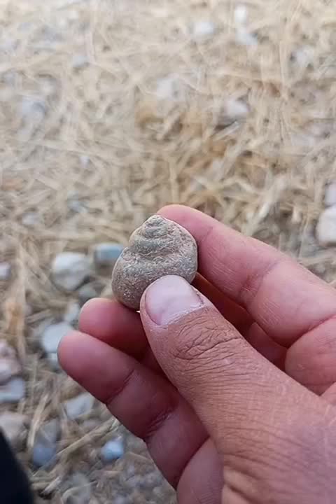 فسیل صدف|کلکسیون و سرگرمی|ویسیان, |دیوار