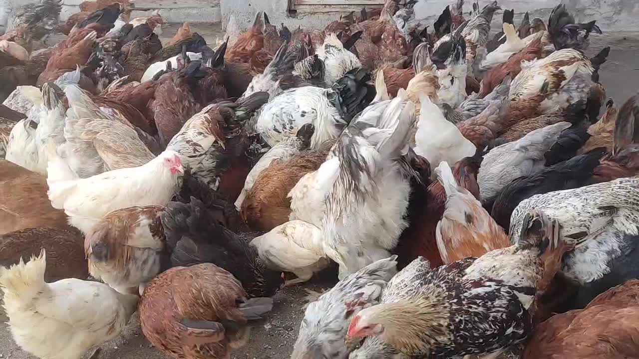 نیمچه مرغ و خروس محلی کبابی ارگانیک|حیوانات مزرعه|بندر انزلی, کلیور|دیوار