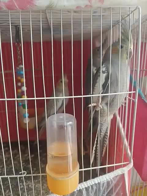 سه تا جوجه عروس تازه دونه خور شدن. نژاد سیامون|پرنده|مشهد, رده|دیوار