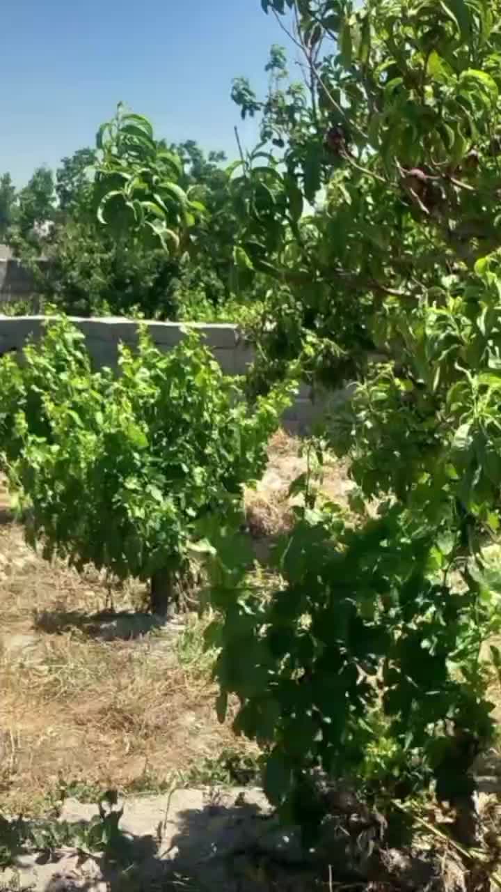 ۲۷۱متر باغ و باغچه بنای نیمه کاره معاوضه با خودرو|فروش زمین و ملک کلنگی|تهران, امیریه|دیوار