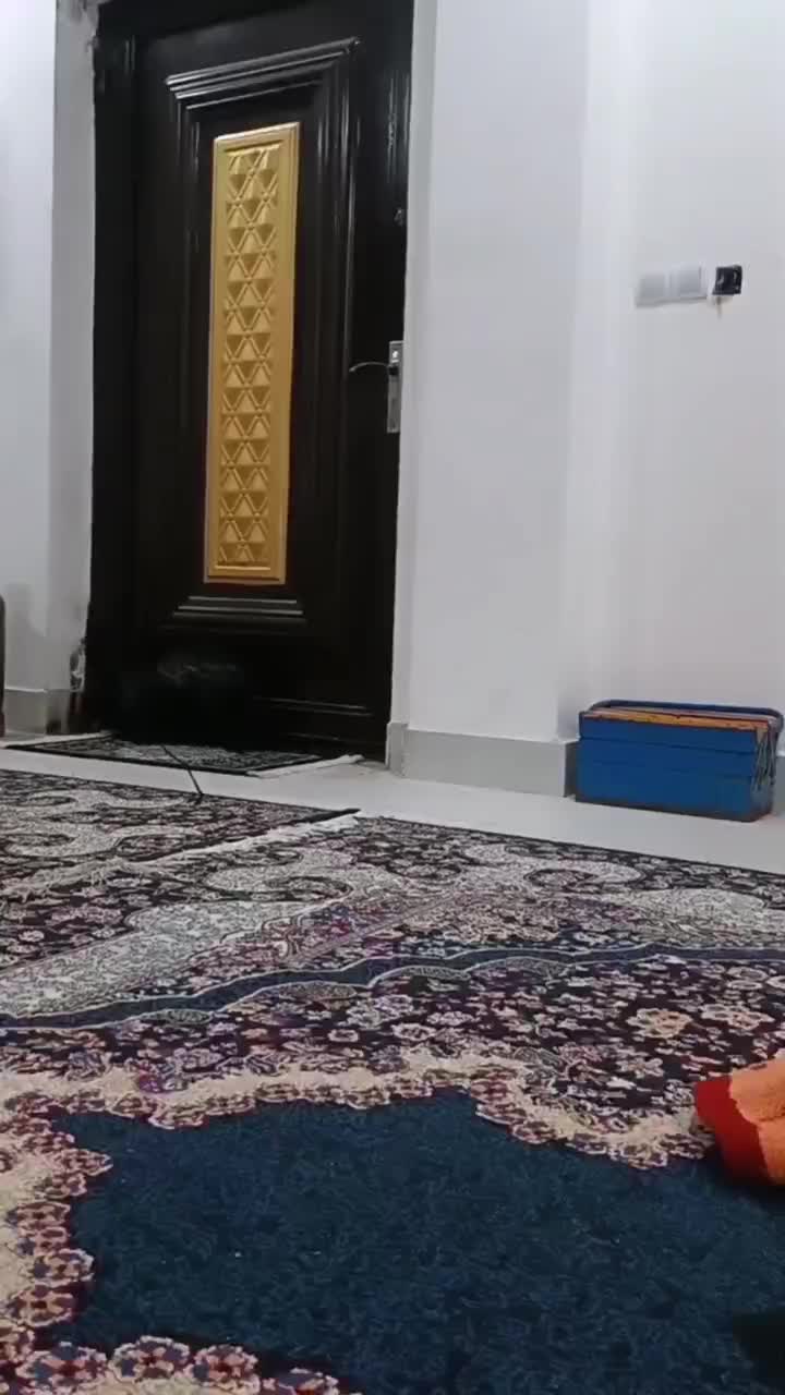 سگ ماده|سگ|بندر امام خمینی, |دیوار