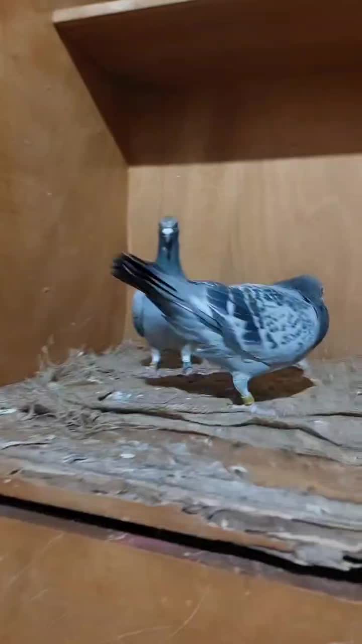 پلاکی مسابقاتی مقام دار با پرینت|پرنده|اهواز, کمپلو شمالی|دیوار