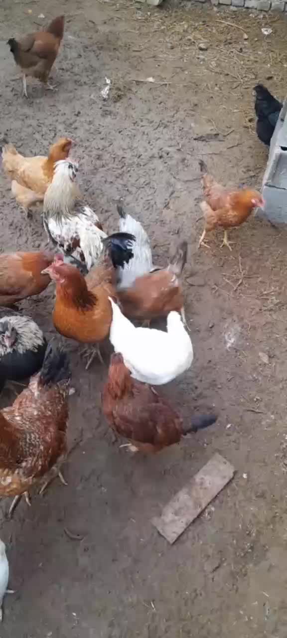 مرغ و خروس محلی|حیوانات مزرعه|سبزوار, قصبه شرقی|دیوار