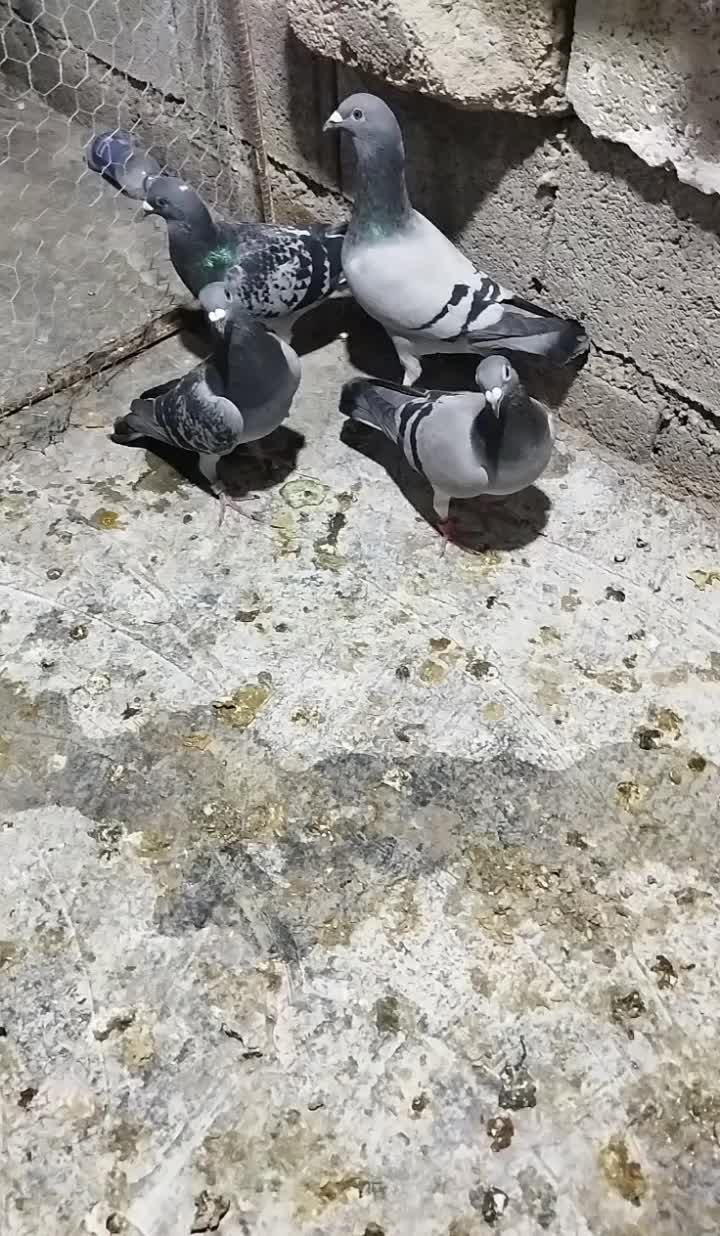 کبوتر فری|پرنده|برازجان, |دیوار