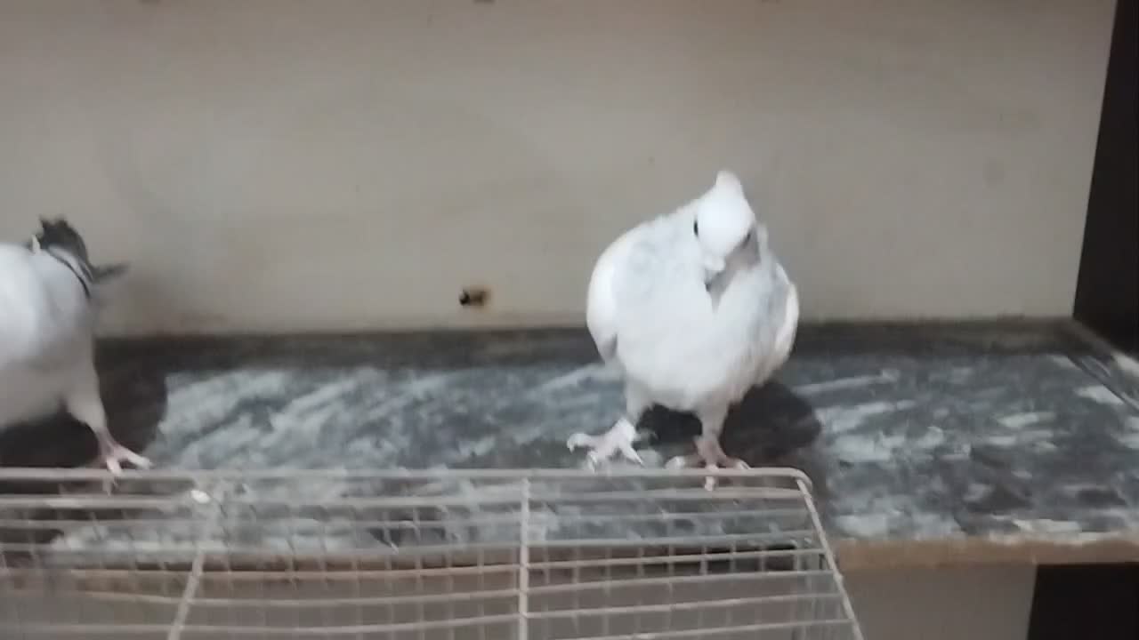 شامی|پرنده|زرین دشت (فارس), |دیوار